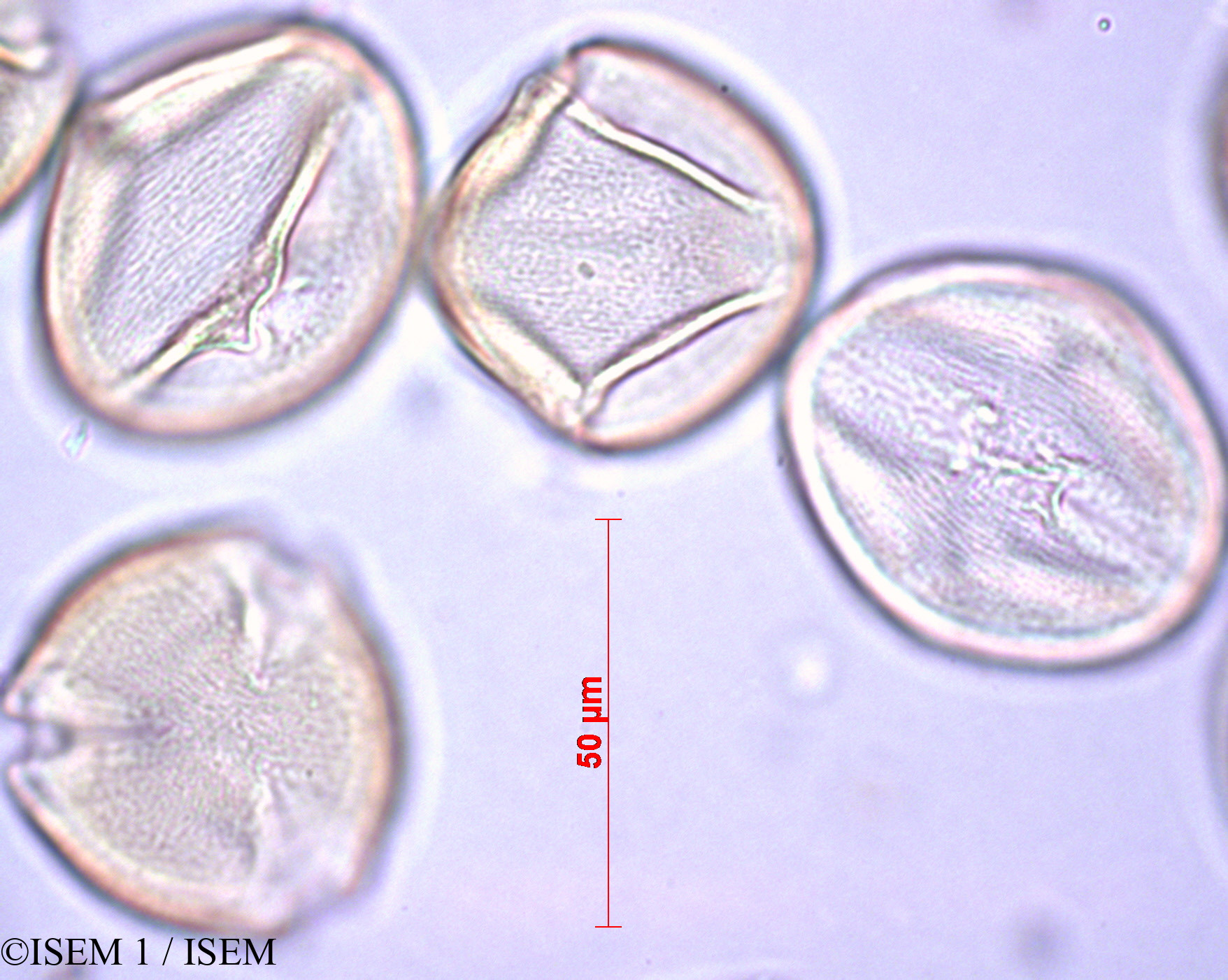 ISEM 1/Prunus_dulcis_27892/Prunus_dulcis_27892_0002(copy).jpg